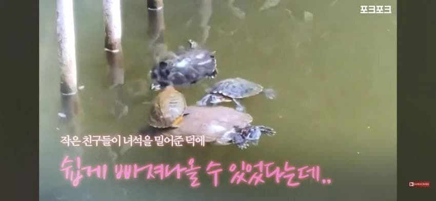 큰 거북 곤경에 처하자 작은 거북들,얘들아 모여!.jpg