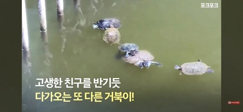 큰 거북 곤경에 처하자 작은 거북들,얘들아 모여!.jpg