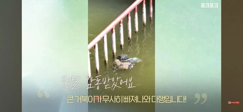 큰 거북 곤경에 처하자 작은 거북들,얘들아 모여!.jpg
