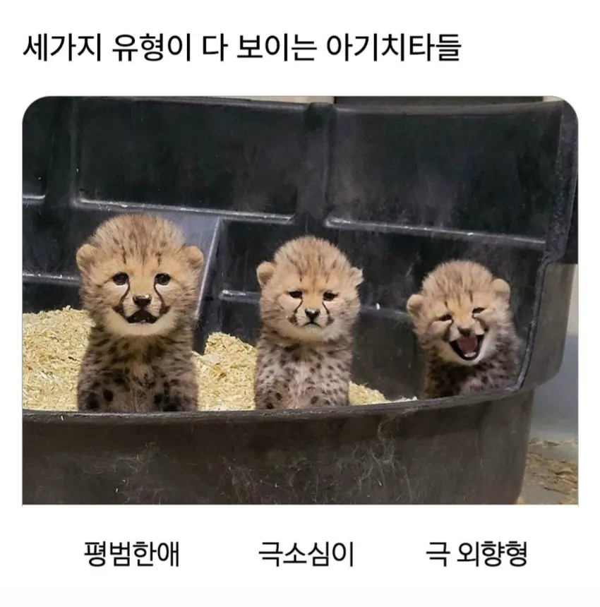 세가지 유형이 다 보이는 아기치타들.jpg