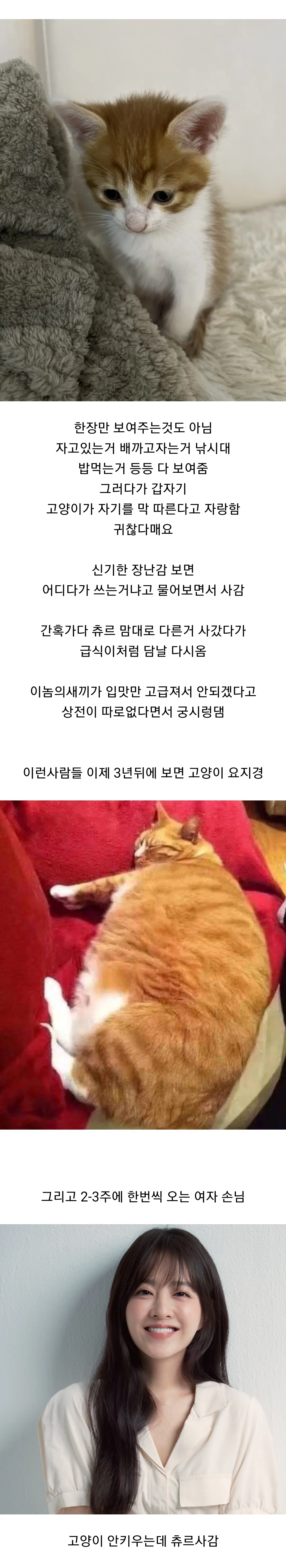 반려묘 용품샵에서 일하는 직원이 본 고양이 용품 사가는 손님들 관상