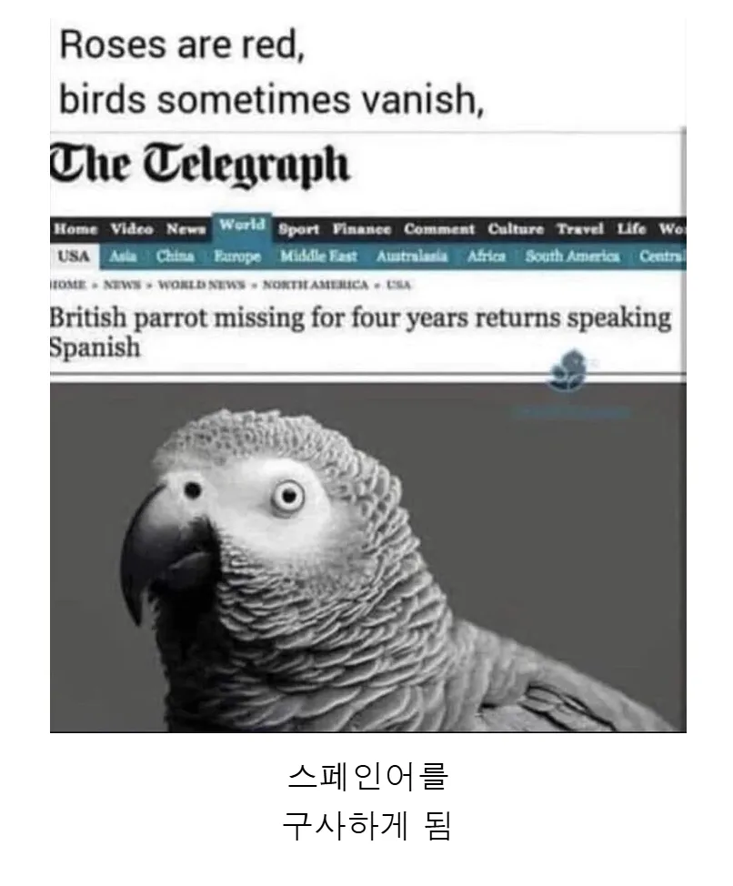 갑자기 사라졌다 4년만에 돌아온 앵무새의 변화.
