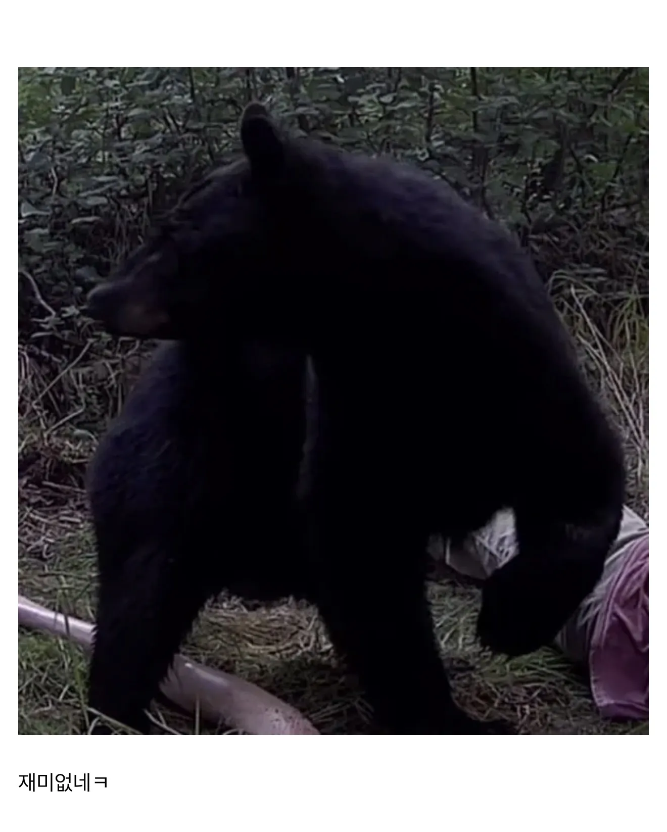 산에서 곰 만나면 큰일 나는 이유