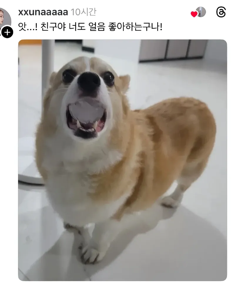 스레드] 강아지 물에 얼음 넣어줬더니