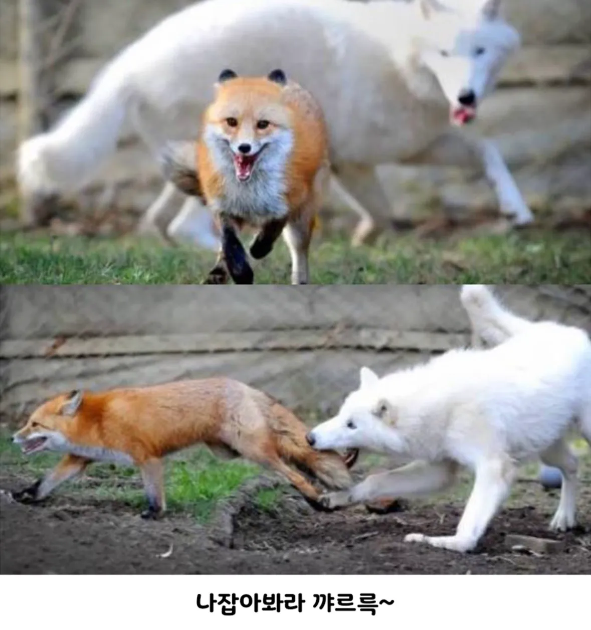 나 잡아 봐라 까르륵~