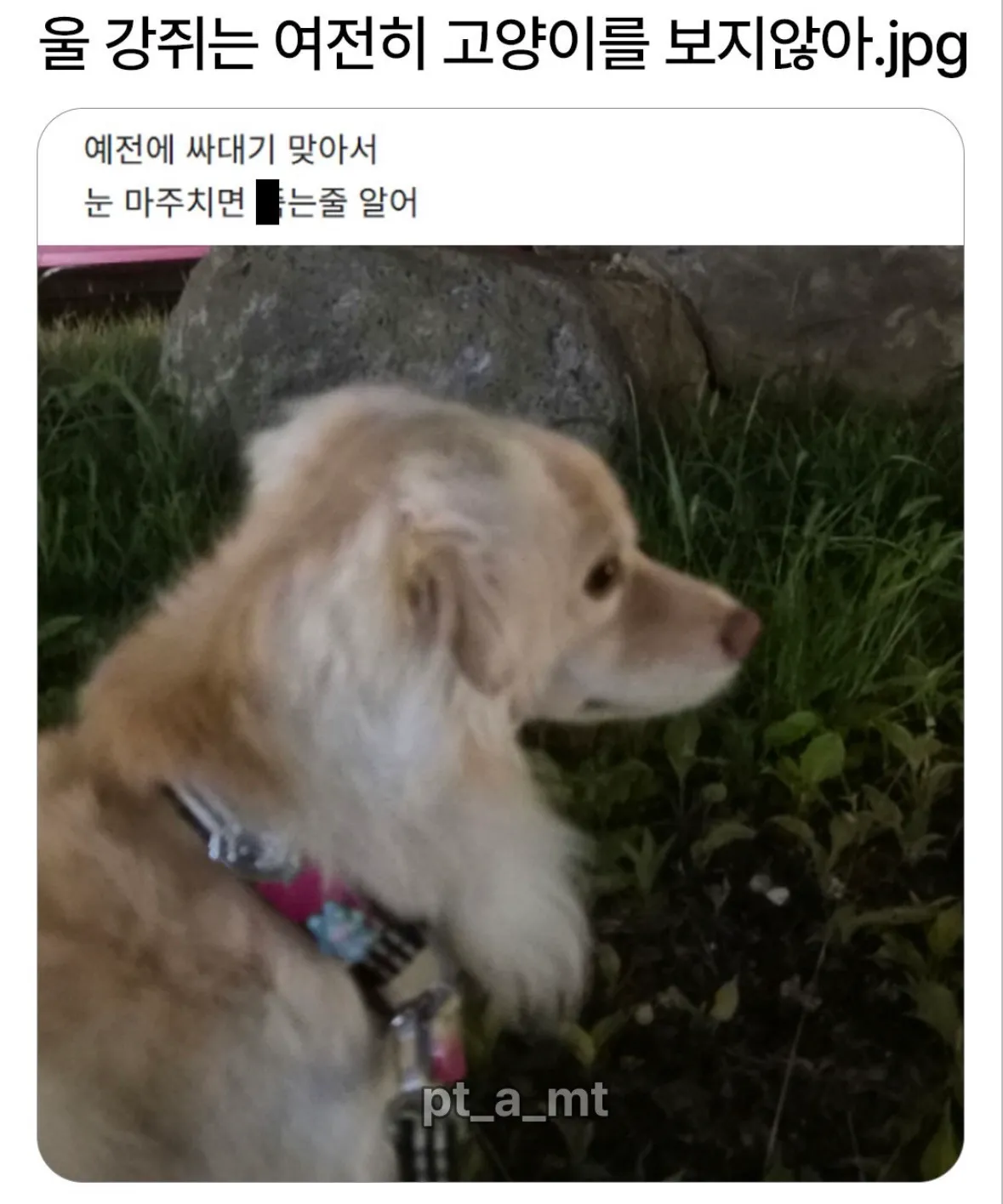 울 강쥐는 여전히 고양이를 보지 않아.jpg