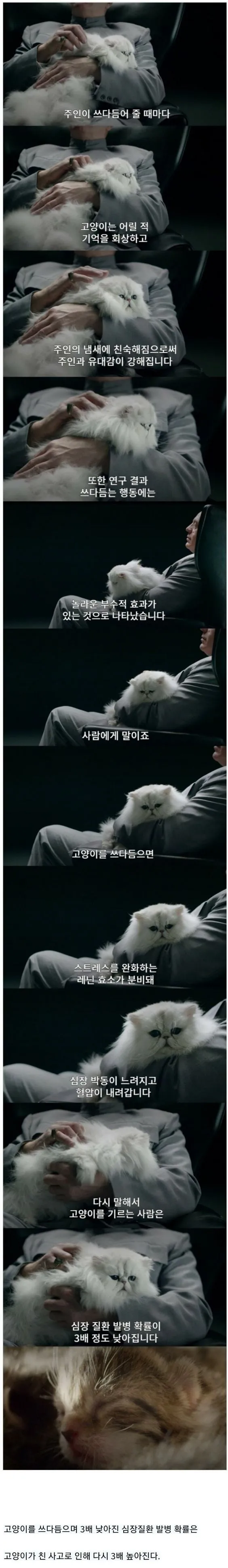 🐱고양이의 유용성.