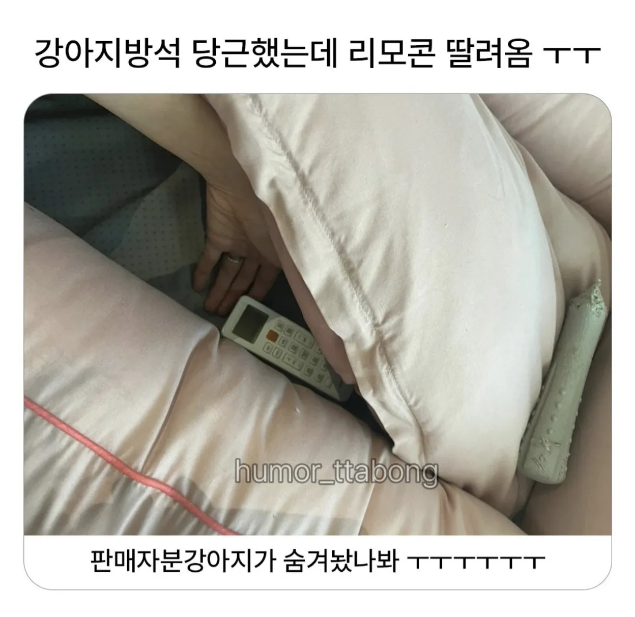 강아지방석 당근했는데.jpg