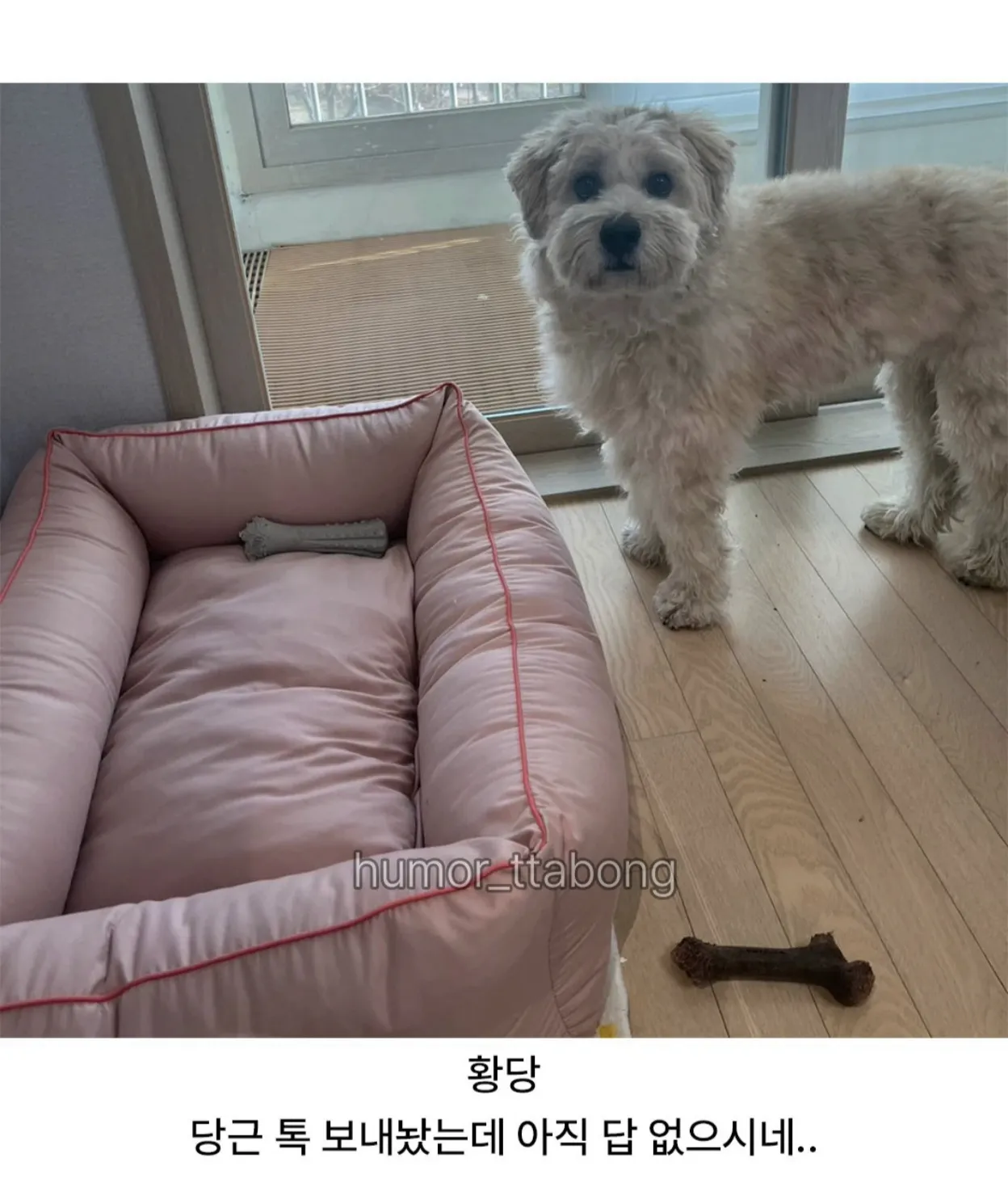 강아지방석 당근했는데.jpg