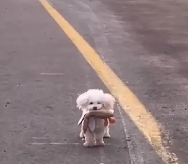 최애 애착 인형과 함께 버려진 강아지.