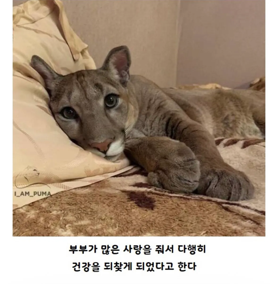갈 곳 없는 퓨마를 키우게 된 부부