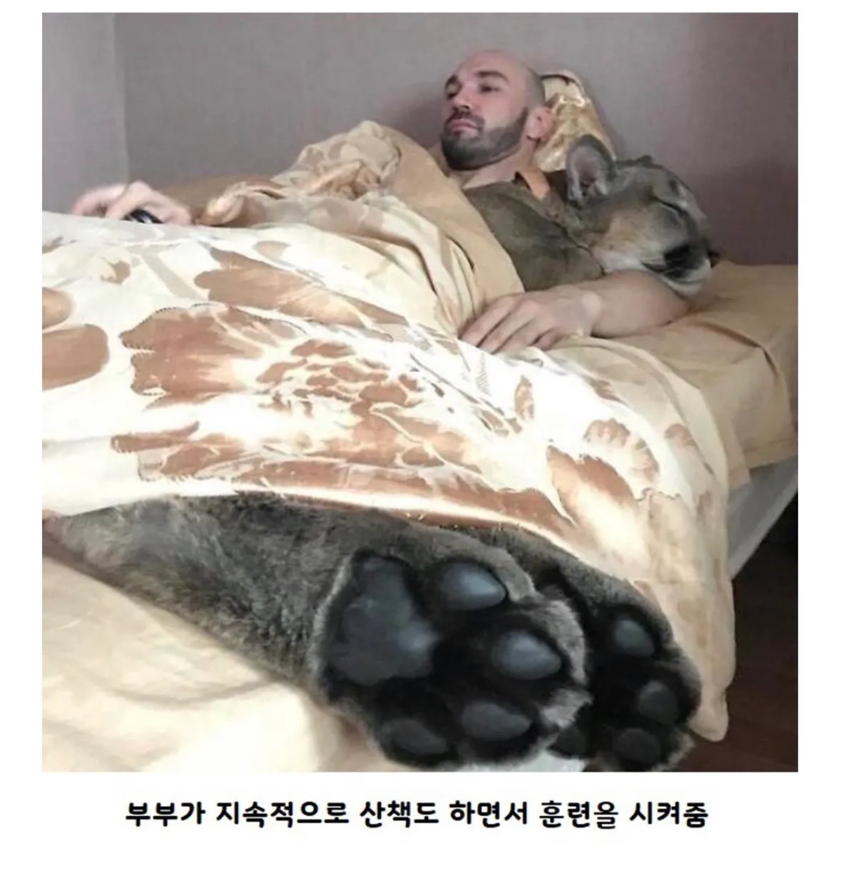 갈 곳 없는 퓨마를 키우게 된 부부