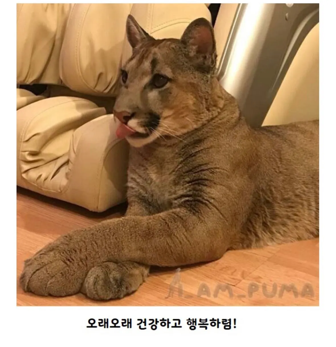 갈 곳 없는 퓨마를 키우게 된 부부