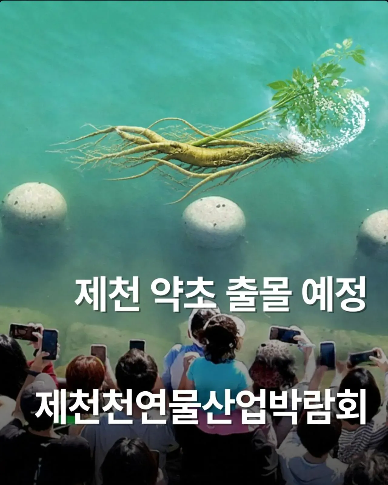 북항 부캉 인파가 부러웠던 충북 제천시