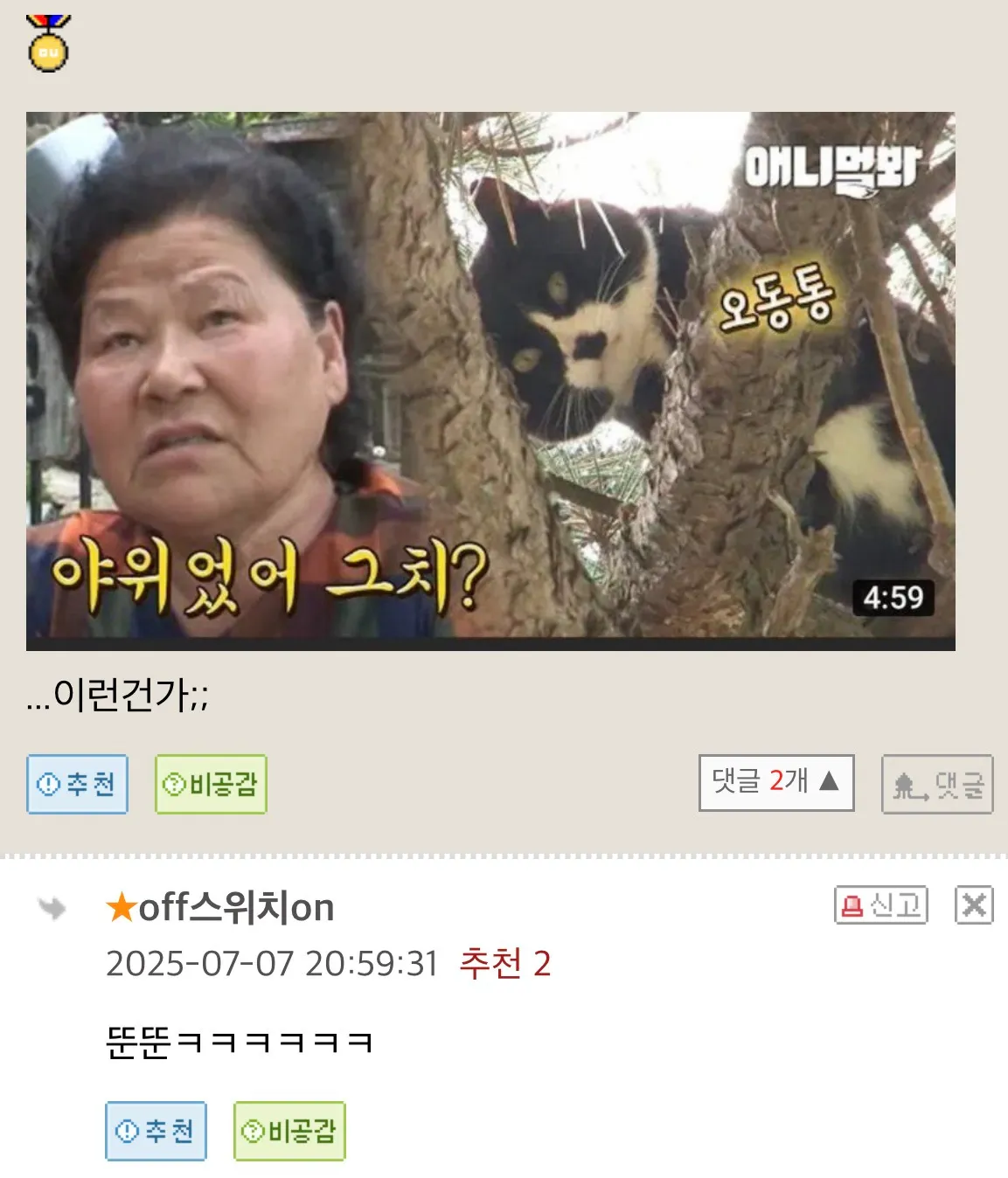 시골 할머니 집에서 키워진 새끼냥이의 최후