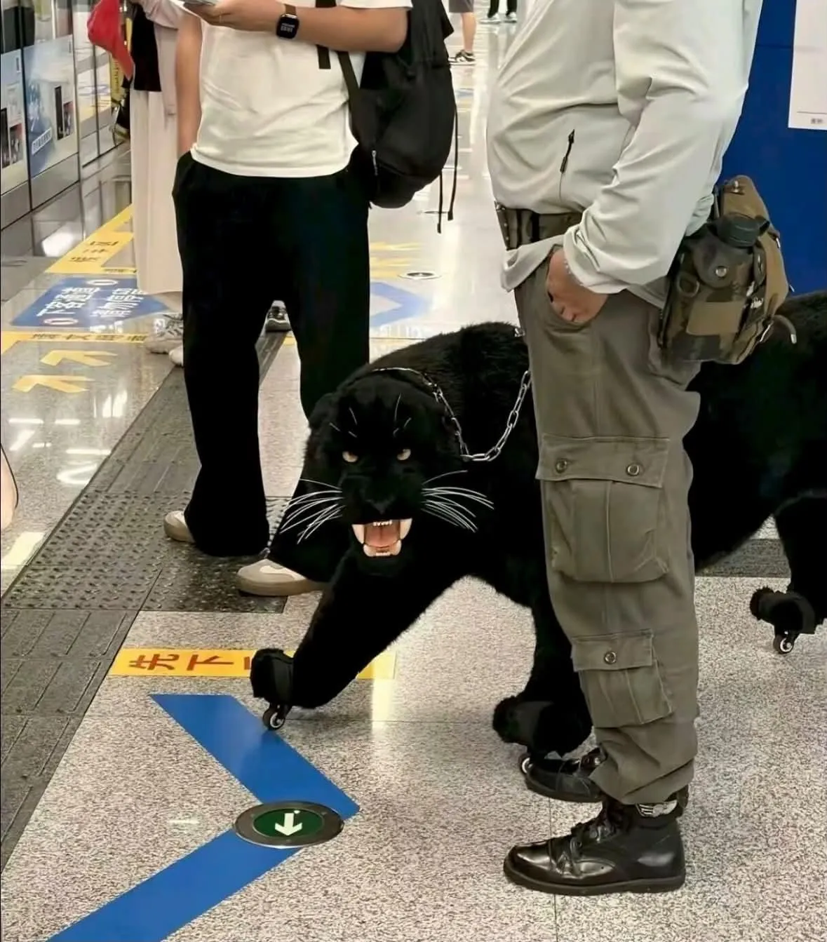 레벨존 인기 게시물 - 지하철에 흑표범이 나타났다고 난리남