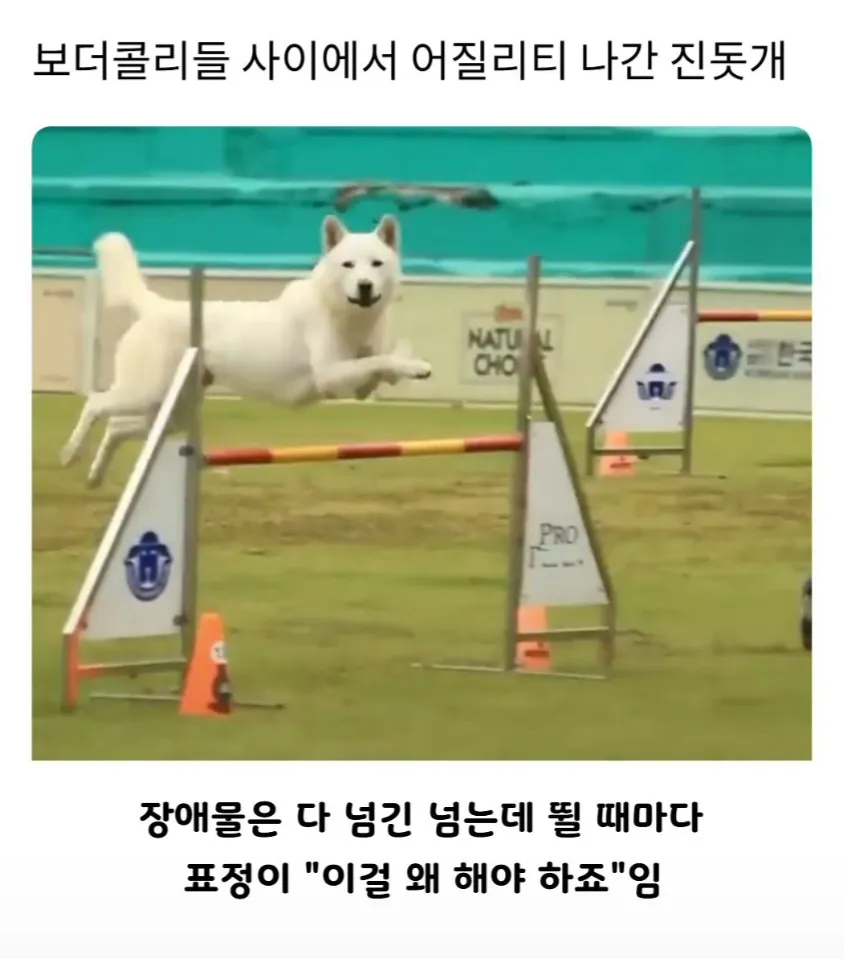 보더콜리들 사이에서 어질리티 나간 진돗개.jpg