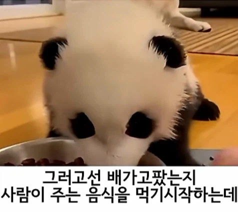 유튜브 쇼츠 AI 뇌절 대잔치