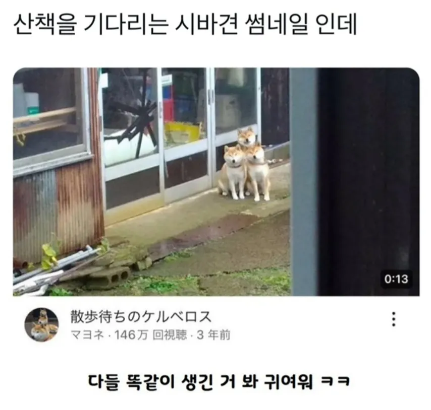레벨존 인기 게시물 - 산책을 기다리는 시바견 썸네일.jpg
