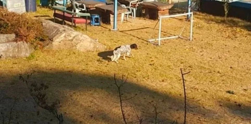 시골에 있는 이상한 개.jpg