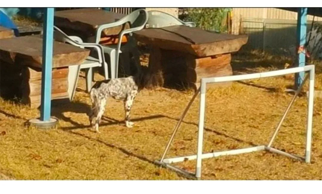 시골에 있는 이상한 개.jpg