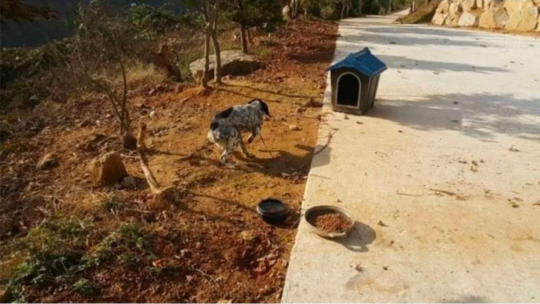 시골에 있는 이상한 개.jpg