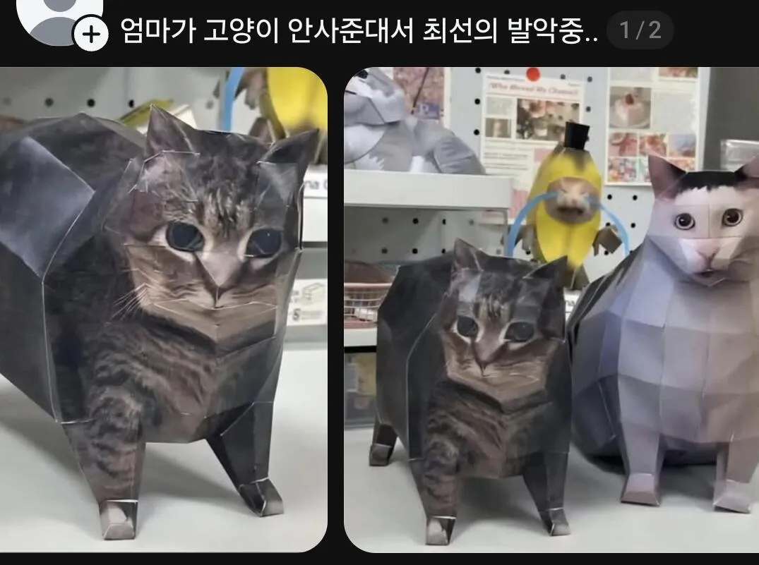 엄마가 고양이 안사준대서 최선의 발악중