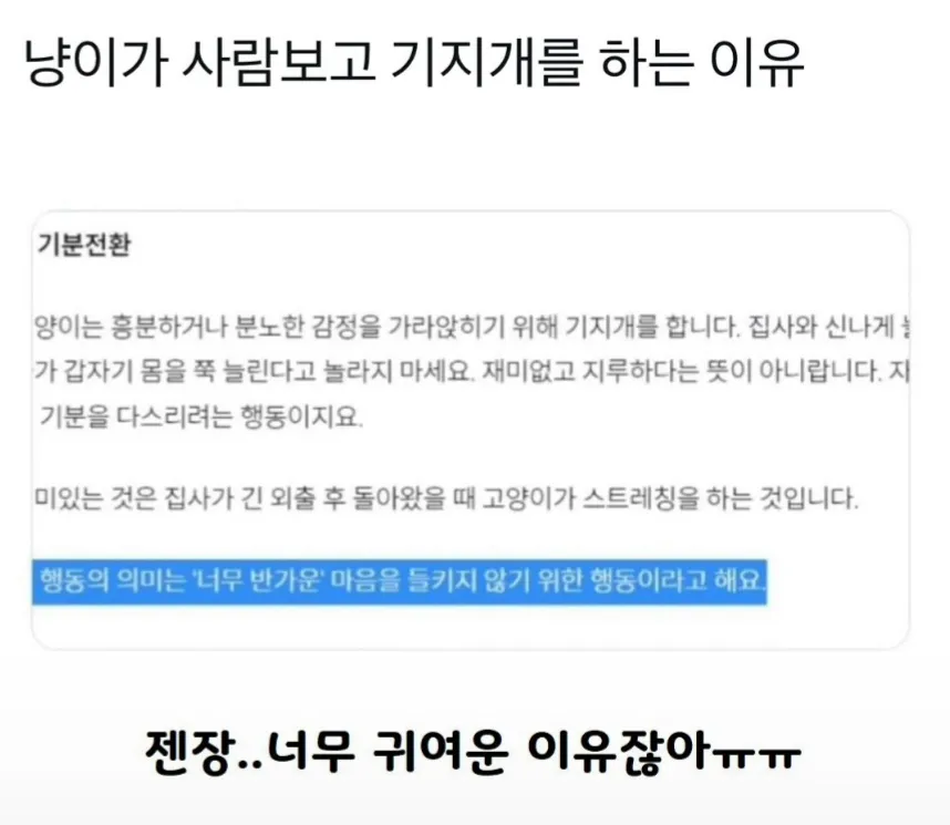 레벨존 인기 게시물 - 고양이가 사람보고 기지개를 하는 이유.jpg