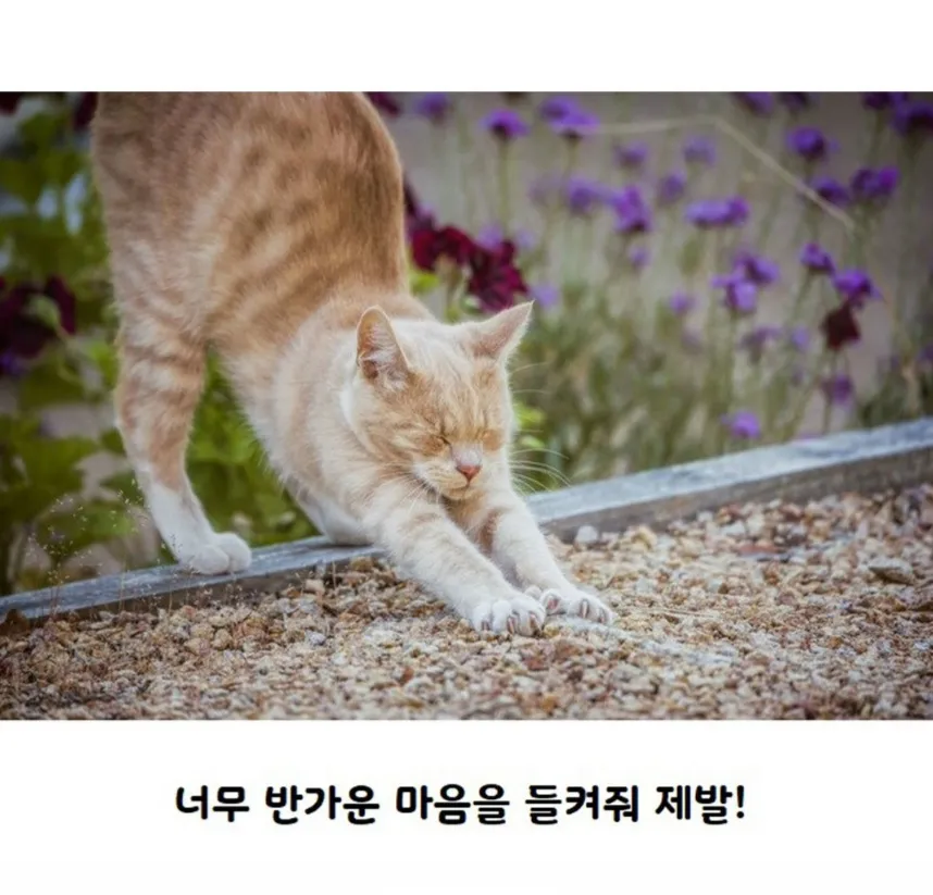 고양이가 사람보고 기지개를 하는 이유.jpg