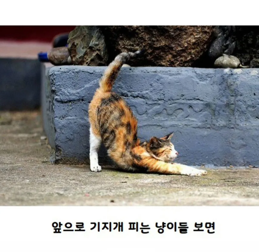 고양이가 사람보고 기지개를 하는 이유.jpg