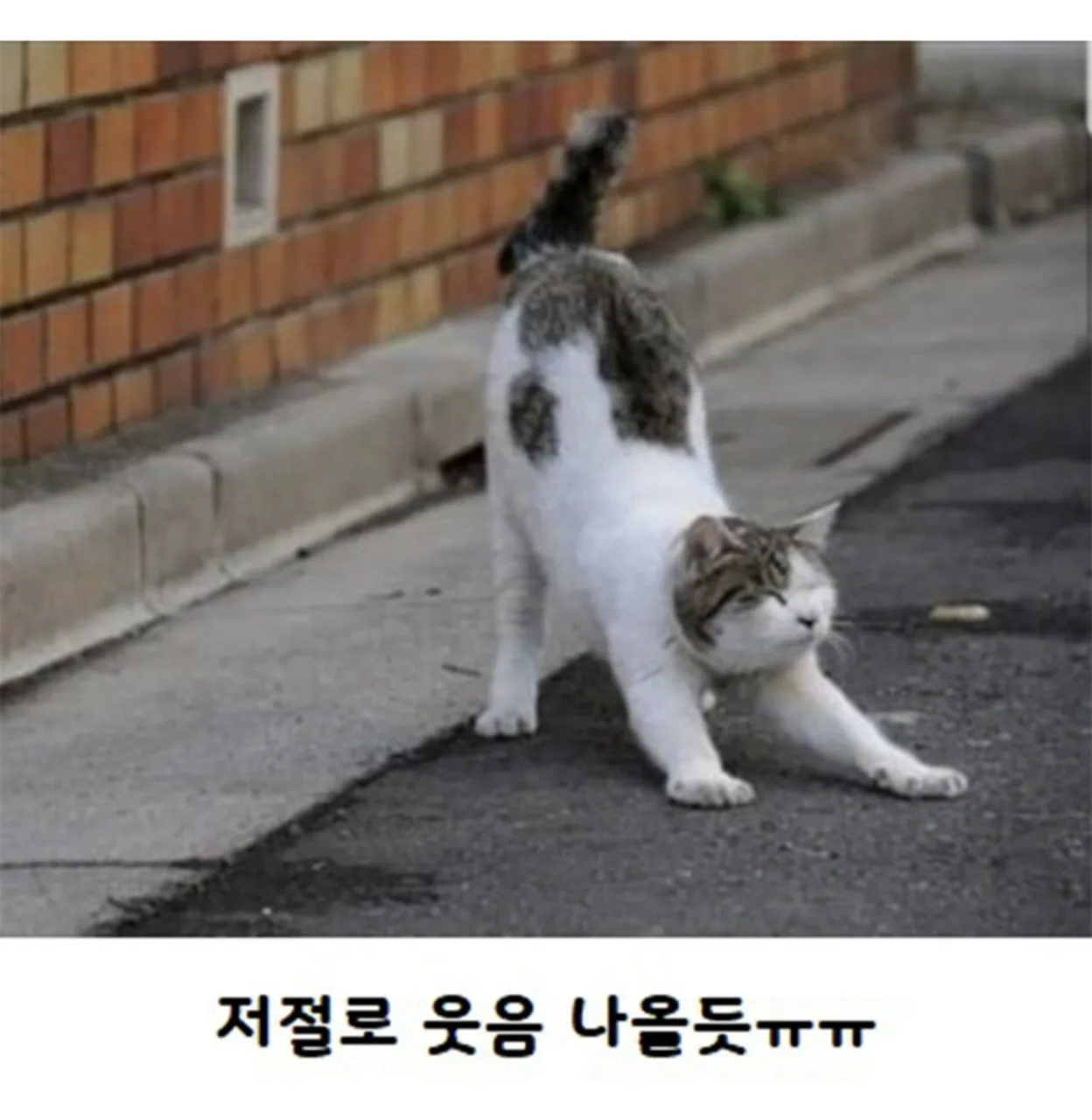 고양이가 사람보고 기지개를 하는 이유.jpg