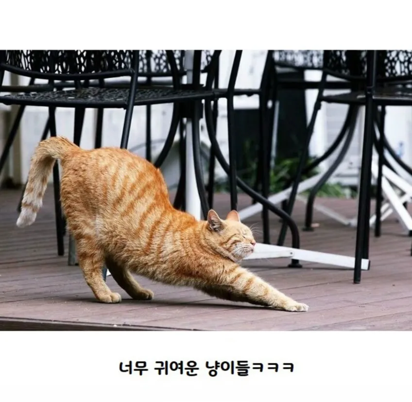 고양이가 사람보고 기지개를 하는 이유.jpg