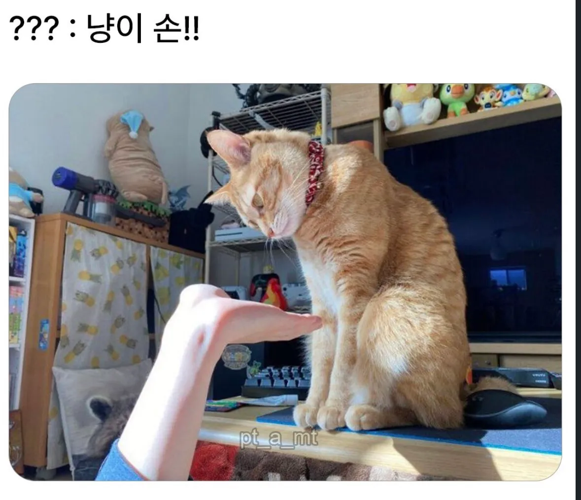 냥이야, 손!