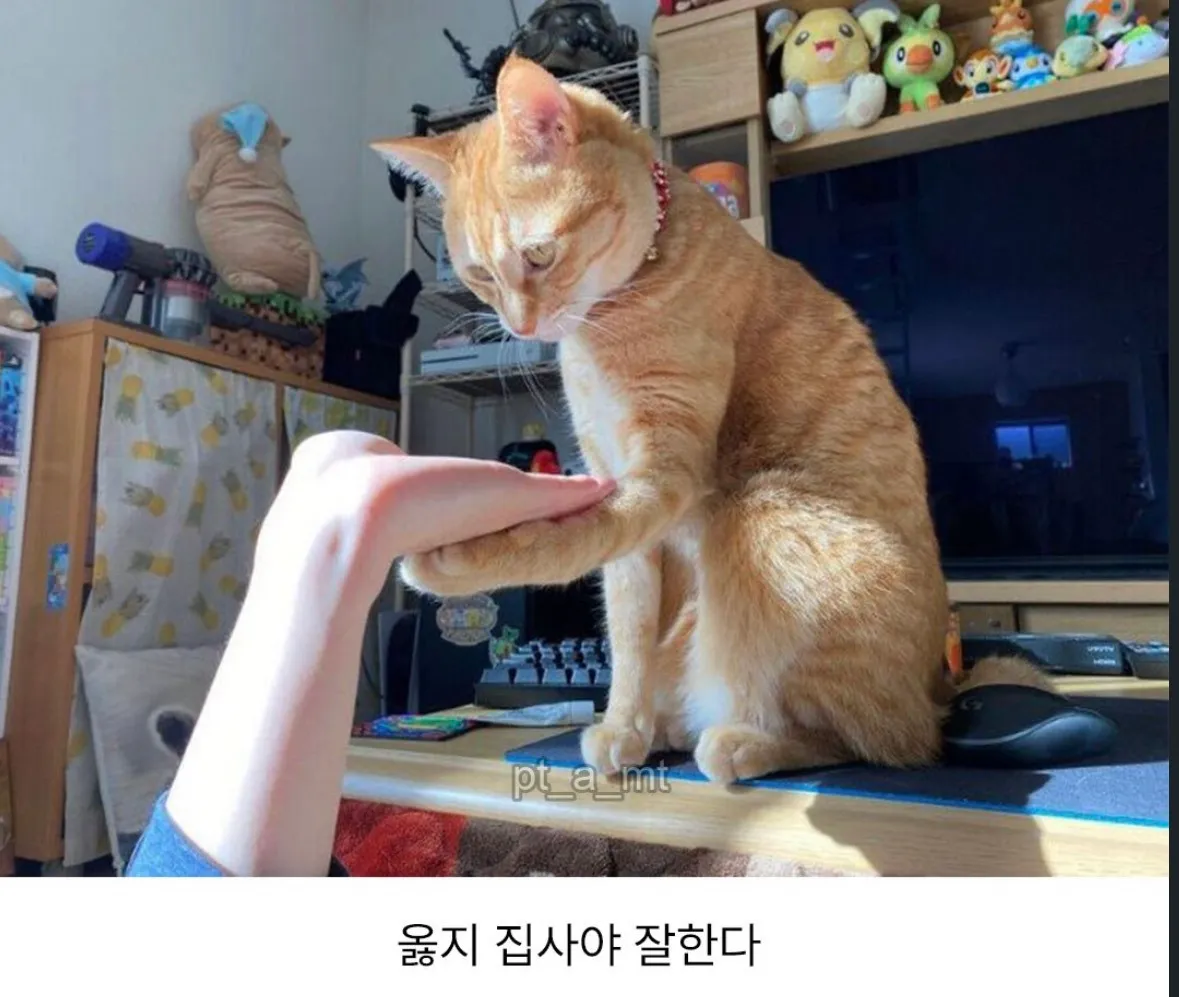 냥이야, 손!