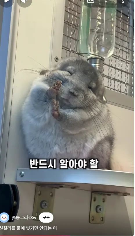 레벨존 인기 게시물 - 친칠라가 진짜 털빨 원탑임