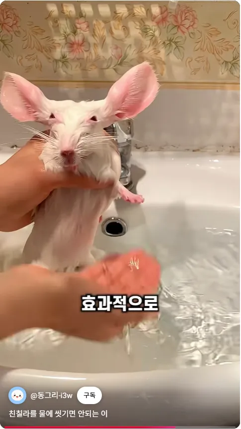 친칠라가 진짜 털빨 원탑임