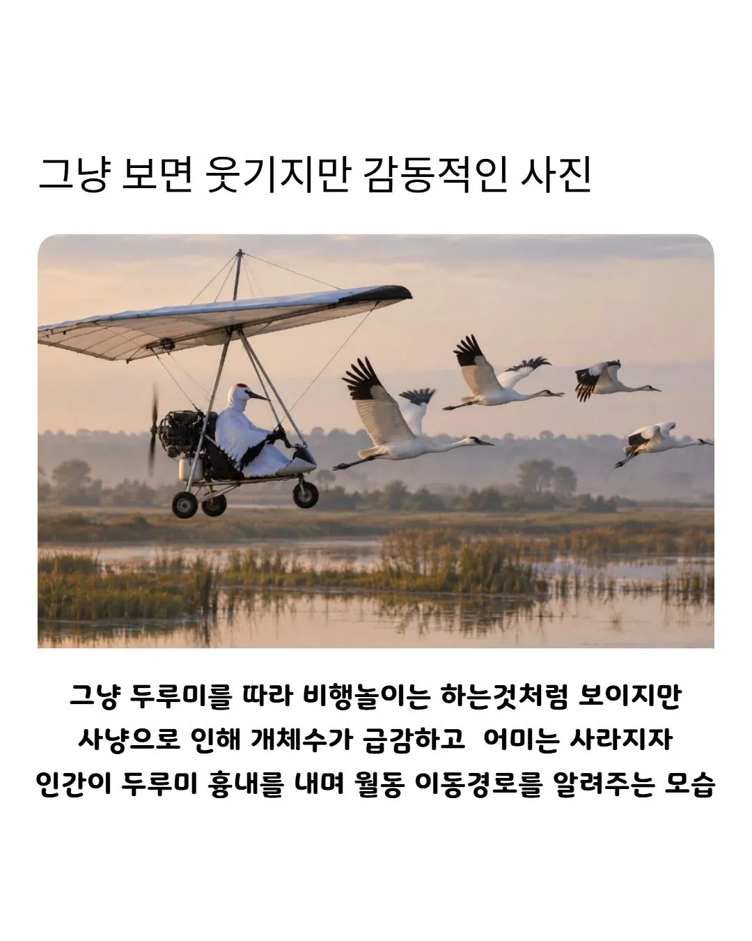 자연) 그냥 보면 웃기지만 알고 보면 감동적인 사진.jpg