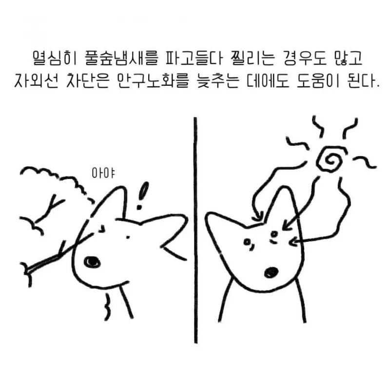 강아지를 키우기 전 했던 생각.toon
