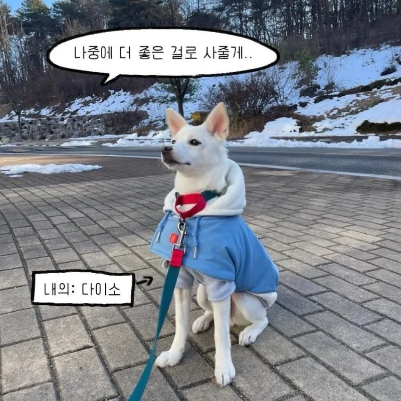 강아지를 키우기 전 했던 생각.toon