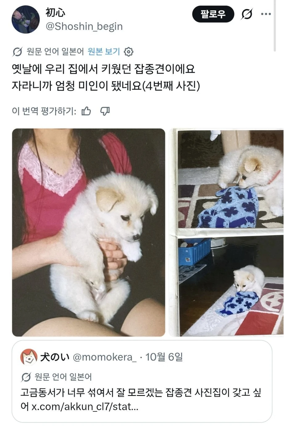잡종견의 성장.