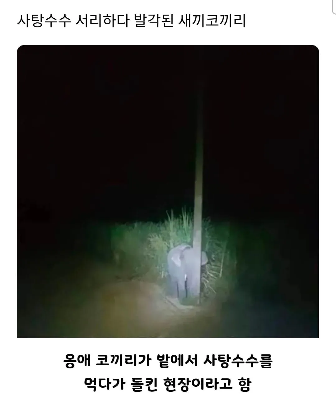 사탕수수 서리하다 발각된 새끼코끼리.jpg