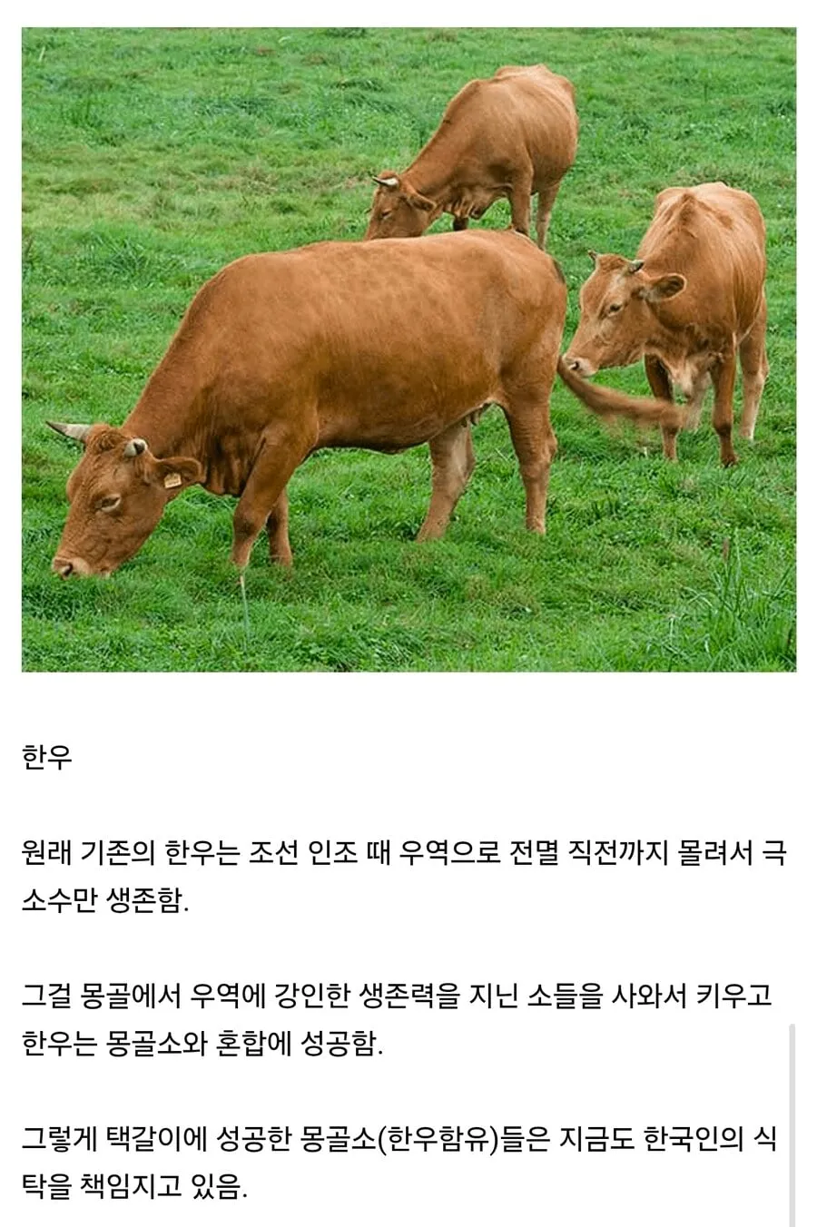 몽골 덕분에 먹고 있는 식재료