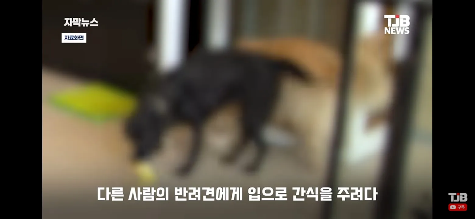 왜 간식을 입으로줘? 남의개를??