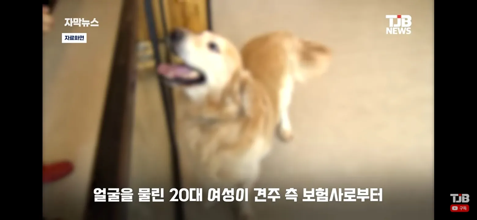 왜 간식을 입으로줘? 남의개를??