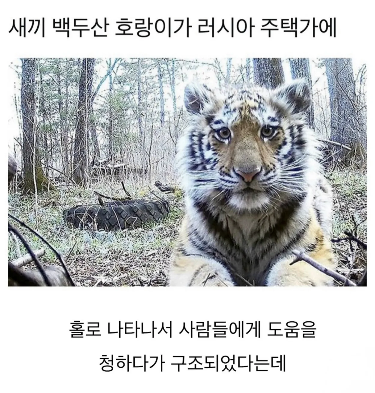 새끼 백두산호랑이가 러시아주택가에.jpg