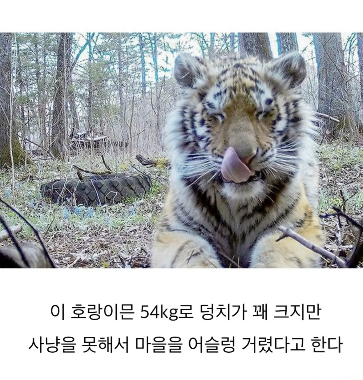 새끼 백두산호랑이가 러시아주택가에.jpg