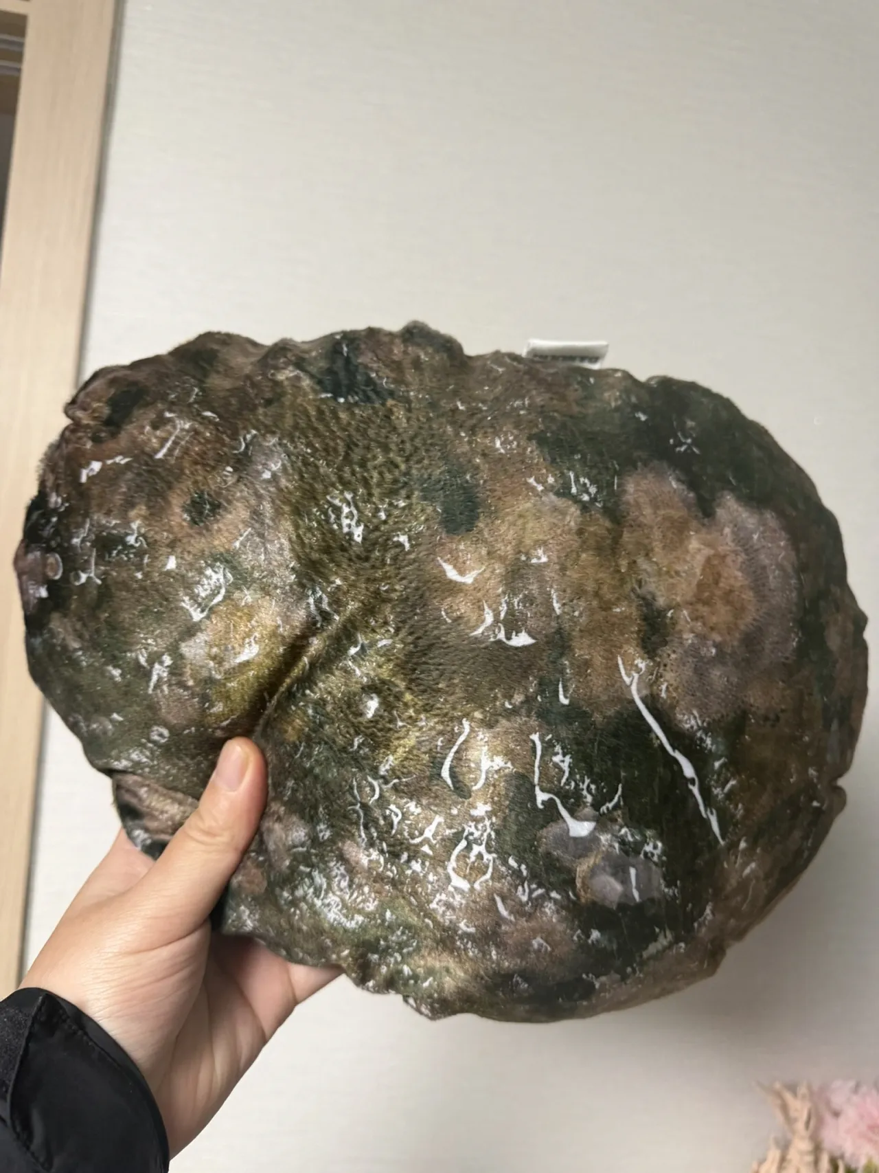 완도에 기부하면 주는 전복쿠션.jpg