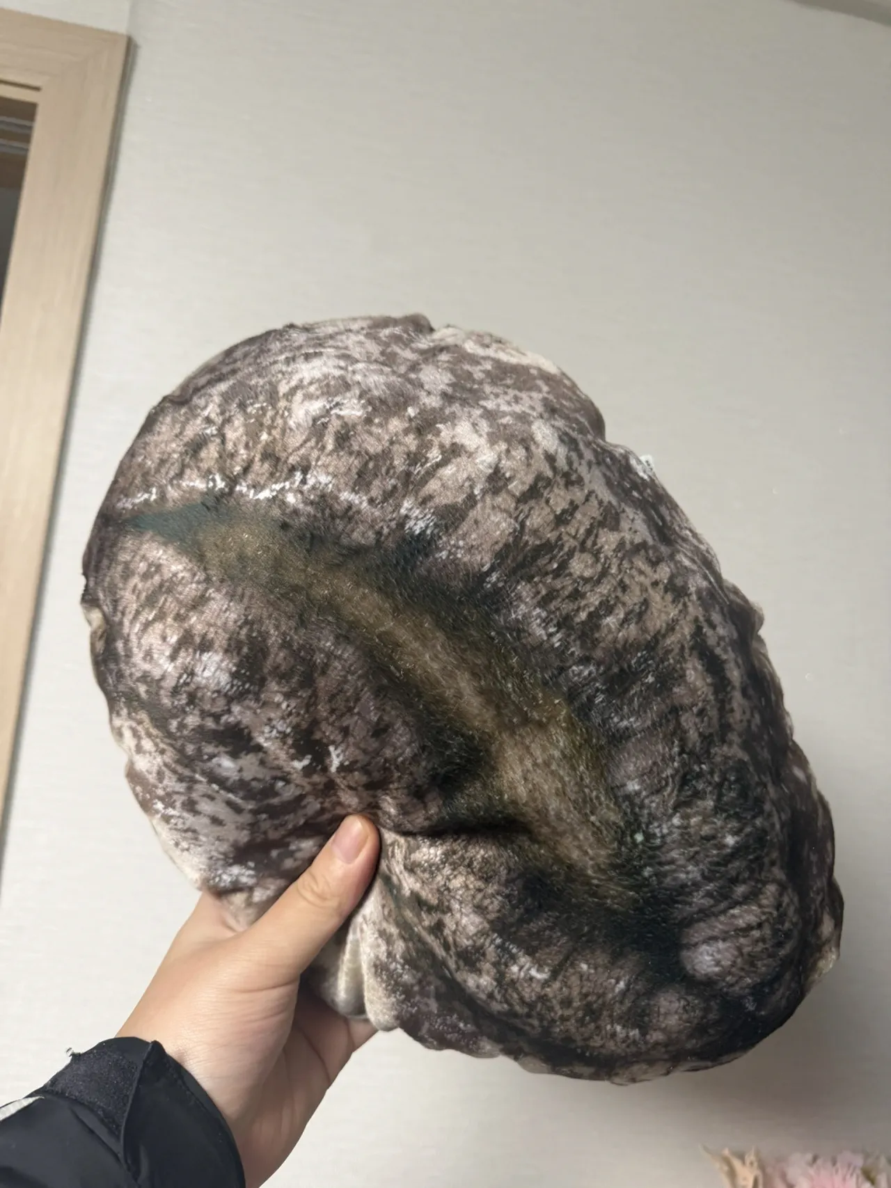 완도에 기부하면 주는 전복쿠션.jpg
