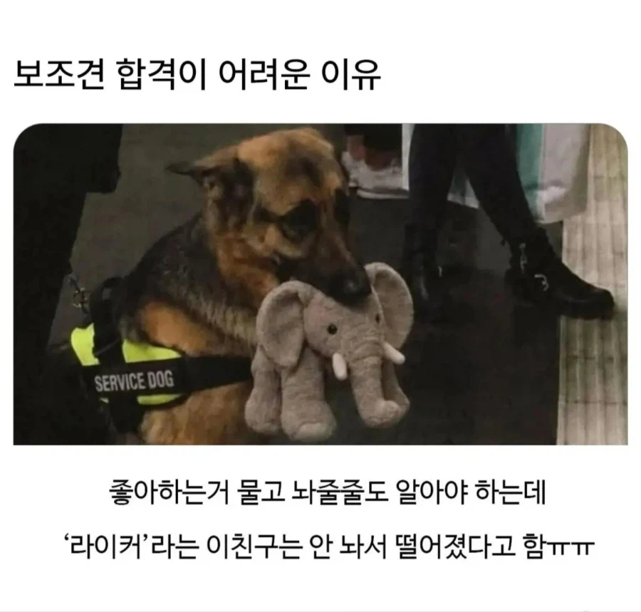 레벨존 인기 게시물 - 보조견 합격이 어려운이유.jpg