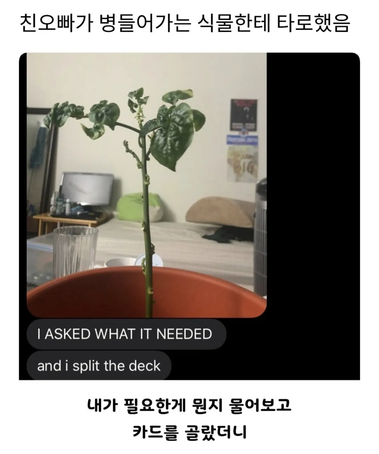 레벨존 인기 게시물 - 친오빠가 병들어가는 식물한테 타로했음.jpg